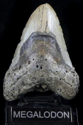 Bargain Megalodon Tooth - North Carolina #37341